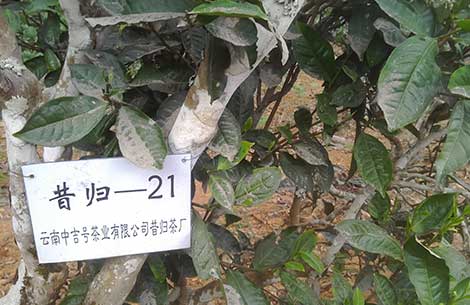 中吉號茶園